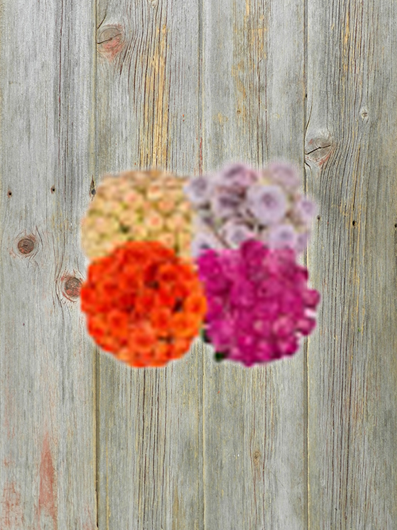 ECUADORIAN  ASSORTED COLOR SPRAY ROSES